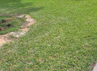Edward S.'s Lawn Mowing service result