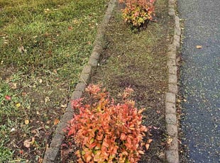 Weeding by Nicole Carter for Vikram R. in Richmond, VA