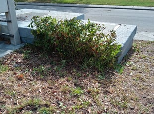 Bush Trimming by Paul Ney for Esmeralda R. in New Port Richey, FL