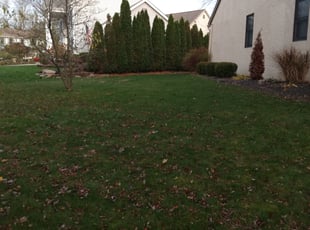 Bush Trimming by Earnest Williams for Jennifer D. in Dublin, OH
