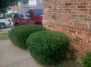 Bush Trimming by Jose Rodriguez for Aysia F. in Arlington, TX