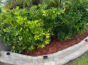 Weeding by Ramon Moreno. Ok ok I for Josh L. in Mims, FL