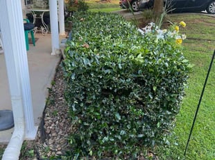 Bush Trimming by Marco Antenor for Terresa G. in Charlotte, NC