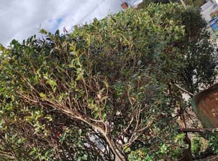 Bush Trimming by Allan Roberts for Crystale Y. in Washington, DC