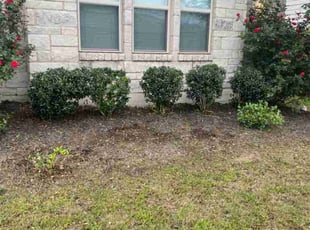 Bush Trimming by Roberto Banda for Sean M. in Austin, TX