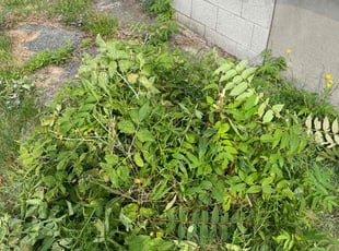 Bush Trimming by Deshawn Chester for Tonya R. in Rochester, NY