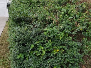 Bush Trimming by Danielle Patterson for Shamika M. in Norfolk, VA