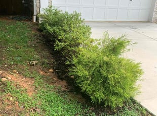 Weeding by candelario castillo for John B. in Falls Church, VA