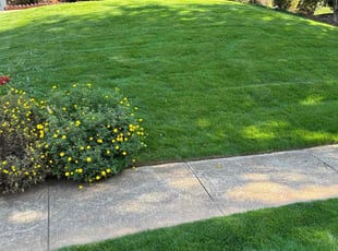 Mitchell S.'s Grass Cutting service result