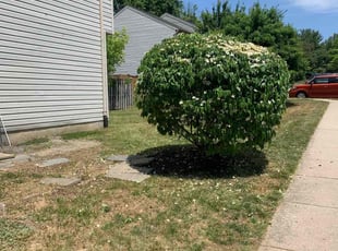Bush Trimming by Scott Source for Nanyamka M. in Owings Mills, MD