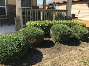Bush Trimming by Carlos Tovar for Jennifer B. in Pflugerville, TX