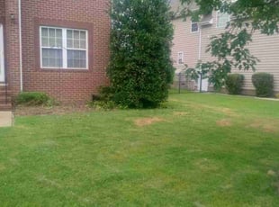 Bush Trimming by Sean Saulsby for Ijeoma I. in Smithfield, VA
