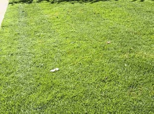 Gregory A.'s Lawn Mowing service result
