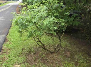 Bush Trimming by Eric Draper for Kevin S. in Gainesville, GA