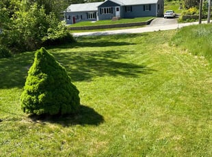 Stephanie D.'s Grass Cutting service result