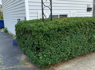 Bush Trimming by Hendri H for Elisabeth . in Columbus, OH
