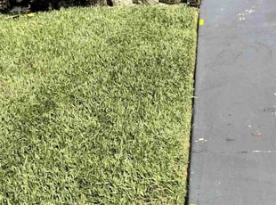 Dawn S.'s Yard Cutting service result