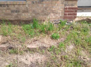 Bush Trimming by Michael Warren for Kristen A. in Tyler, TX