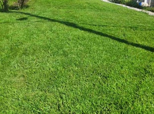 Thomas K.'s Lawn Service service result
