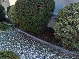 Bush Trimming by Daniel Sullivan for Ryan A. in Roseville, CA