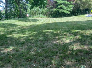 Vicky R.'s Lawn Service service result