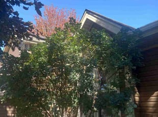 Bush Trimming by Lance Reynolds for Franklin C. in Kansas City, MO