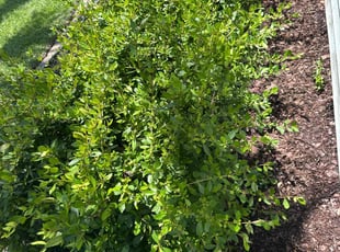 Bush Trimming by Walter Sandoval for Tyler M. in Mount Pleasant, SC