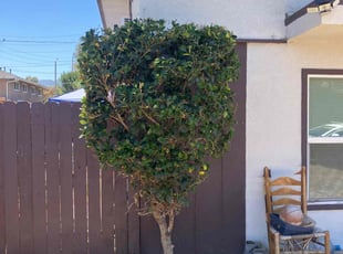 Bush Trimming by Jose Bernal for Shaunte S. in Corona, CA