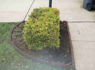 Bush Trimming by Dimitri Sharp for Sharla P. in White Plains, MD