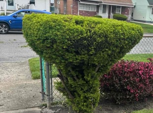 Bush Trimming by Kahlil Barney for Kim W. in Niagara Falls, NY
