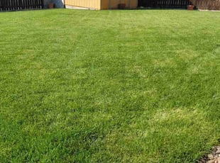 Natalya M.'s Lawn Service service result