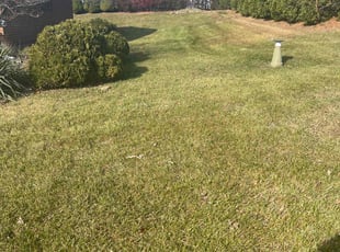 Bayode O.'s Lawn Care service result