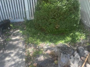 Bush Trimming by Alberto Fraire for Michelle G. in Loveland, CO