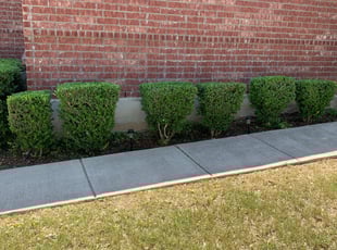 Bush Trimming by Rafael Contreras for Marcia P. in Helotes, TX