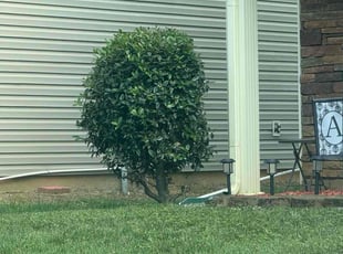 Bush Trimming by Jose Ordonez for Richard P. in Charlotte, NC