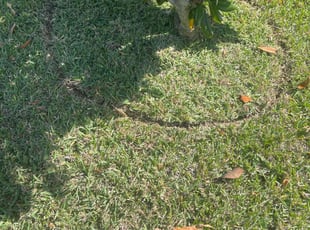 Weeding by Jaylon Fair for Ryan A. in Apopka, FL