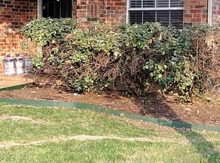Bush Trimming by Roland Brent for Xavier G. in Garland, TX