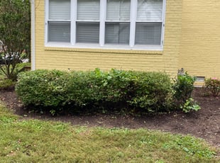 Bush Trimming by Matthew Rutledge for Gwen B. in Richmond, VA