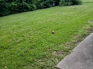 Tammie C.'s Lawn Mowing service result