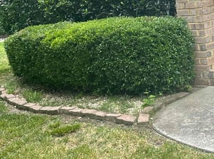Bush Trimming by Martin Stovall for Steven B. in Suffolk, VA