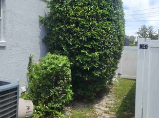 Bush Trimming by Carlos Martinez for Alex s. in Orlando, FL