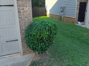 Bush Trimming by Darryl Bailey for Eben J. in McDonough, GA
