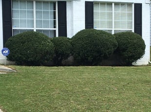 Bush Trimming by Shirley DORSEY for Jazmen L. in Decatur, GA