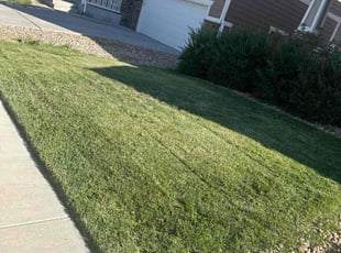 Michele B.'s Lawn Service service result