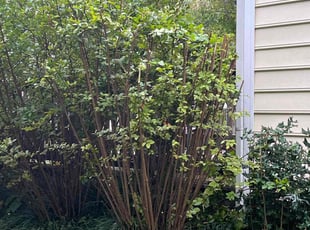 Bush Trimming by Dwuan Byrd for Roberta C. in Greensboro, NC
