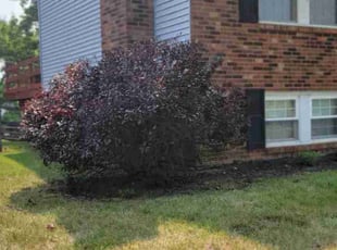 Bush Trimming by Stephen Shelton for Craig G. in Cincinnati, OH