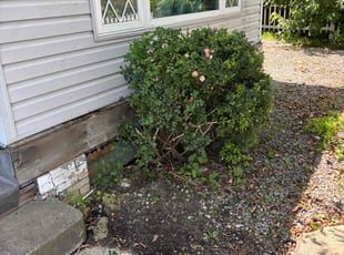 Bush Trimming by David Rasulov for Gidget W. in Pittsburgh, PA