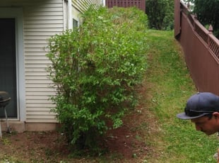 Bush Trimming by Nemesio Hernandez for Lauren f. in Ashburn, VA