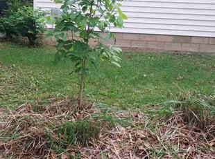 Bush Trimming by Judith Allen for John U. in Columbus, OH