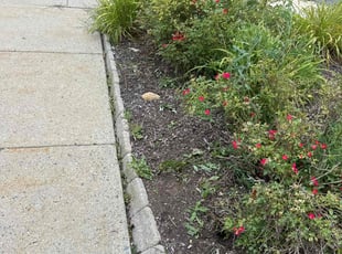 Weeding by Marcos Polanco for Vincent H. in Catasauqua, PA